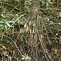 Bruguiera sexangula (Upriver Orange Mangrove) オバナヒルギ at Russell River in North Queensland<br />Canon KDX (400D) + EFS60 F2.8